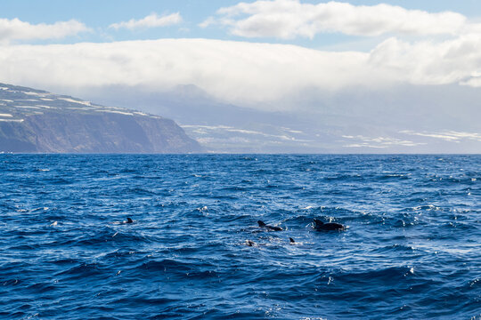 Group of the short-finned pilot whales (Globicephala macrorhynchus) in the Atlantic ocean near La Palma island, Canary, Spain
