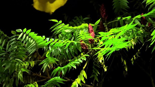 An autumn staghorn sumac tree in windy evening park
