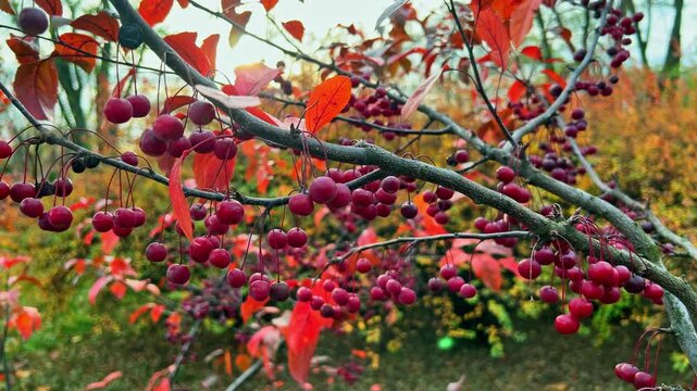 A young Mokum apple tree with red foliage and apples