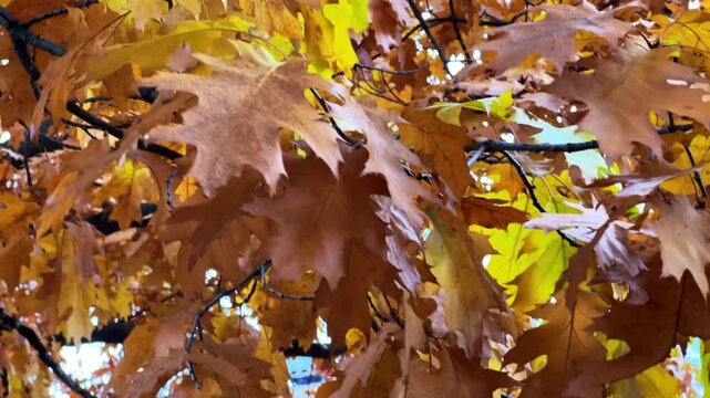 Close up of yellow and brown autumn oak leaves, swaying in the wind