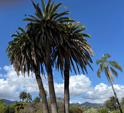 Santa Barbara palm trees with Santa Ynez mountains in back under blue sky and white clouds in April