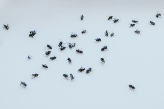 Cluster flies (Musca domestica): grass flies or attic flies on a windowsill, highlighting pest infestation. Insecticide treatment and ultrasonic traps for effective pest control in residential spaces.