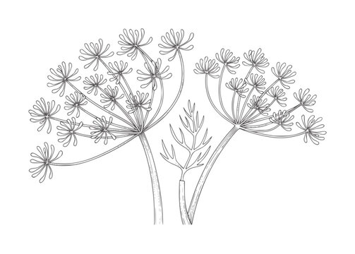 Delicate line of two dill flower umbels and a feathery leaf fennel herb plant botanical