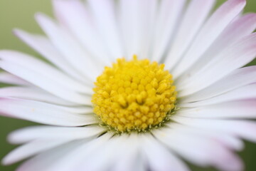 Fototapeta premium This is my journey with macro photography. I love plants, bugs, creepy crawly things and pretty much anything very close up. 
