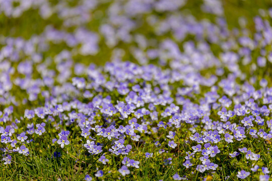 Selective focus of Slender speedwell flowers in garden, Veronica filiformis common names creeping or threadstalk speedwell and Whetzel weed, A species of flowering plant in the family Plantaginaceae.