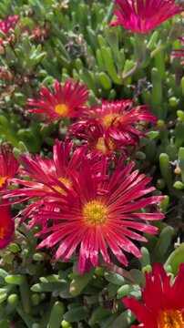 Malephora crocea or Coppery mesemb, red ice plant flowers close up, 4K vertical video.