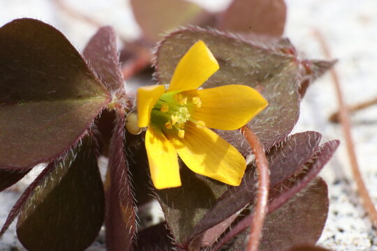 This is my journey with macro photography. I love plants, bugs, creepy crawly things and pretty much anything very close up. 