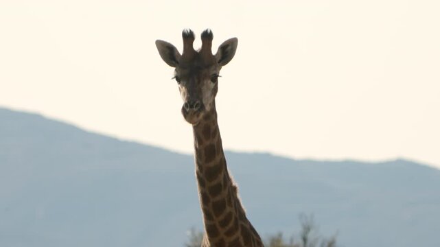 Close Up Slow Motion of Southern Giraffe Head Against Clear Sky, Detailed Wildlife Portrait in South Africa Savanna