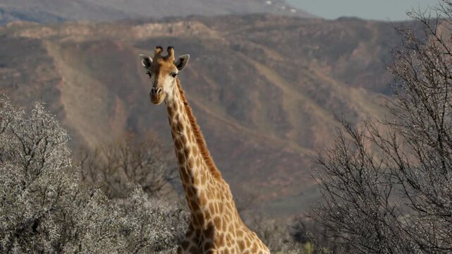Close Up Slow Motion of Southern Giraffe Head Against Clear Sky, Detailed Wildlife Portrait in South Africa Savanna