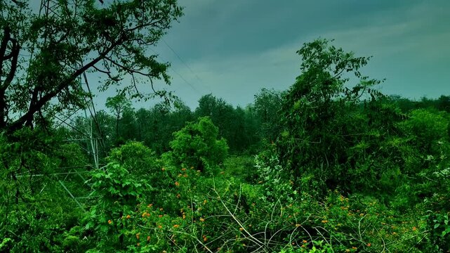 View from a moving train in India showing dense green vegetation with scattered trees and orange wildflowers in foreground, a lone bare tree in middle, utility pole passing by, cloudy, overcast sky.