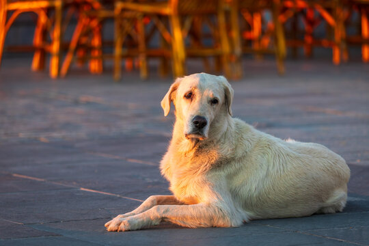 In the center of Didim