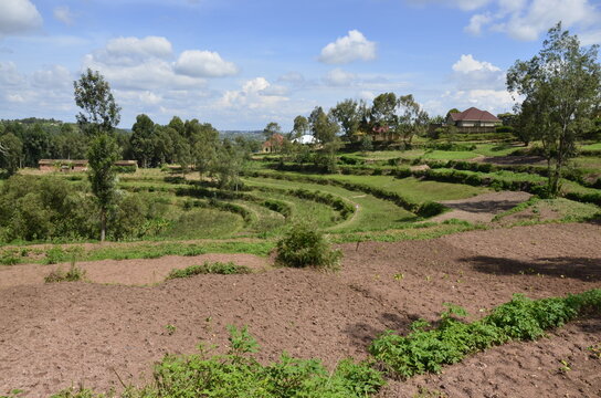 Modern roundabout road with palm trees and greenery in Huye (Butare), Rwanda, Africa
Wide paved road with roundabout traffic signs, modern street lights, lush tropical vegetation, palm trees, and mani