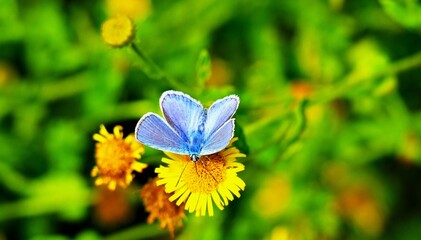 Blue butterfly with open wings in the colorful meadow full of yellow flowers insects background © moreidea