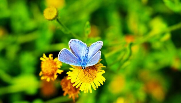 Blue butterfly with open wings in the colorful meadow full of yellow flowers insects background