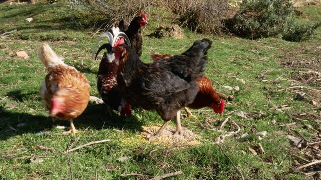 A group of hens (Gallus gallus domesticus) and a rooster are eating corn and ground feed from the ground, and one of the hens stands on top of the food and drags it with her foot