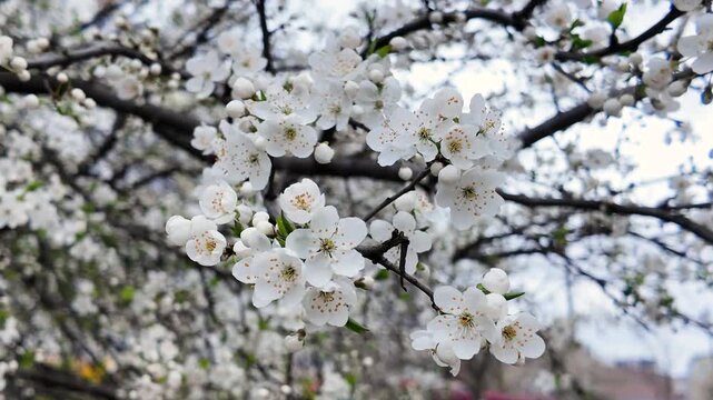 The wind sways the branches of a blossoming apricot tree, natural background