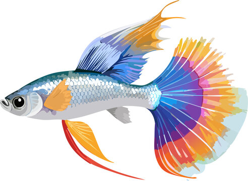 Realistic Guppy Fish Swimming Full Body with Colorful Fancy Tail