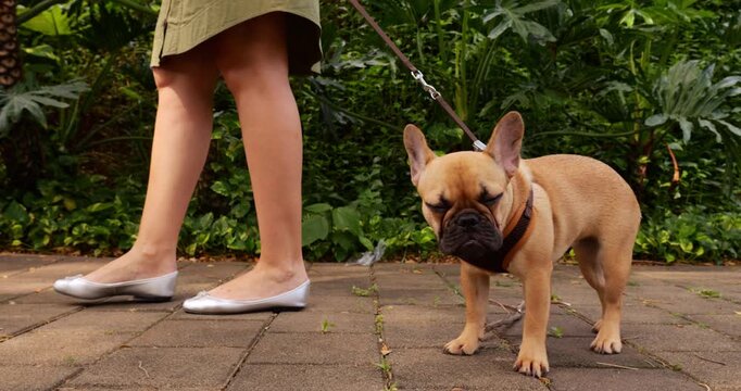 Hesitant French Bulldog puppy with big eyes curiously stands on sidewalk, reluctant to follow as owner pulls gently on leash. Adorable young dog exhibits funny gait in slow motion