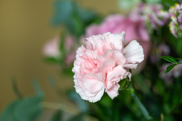 Fototapeta premium Close up of a pink carnation (dianthus caryophyllus) flower