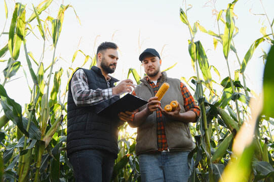 Farmers inspecting corn harvest quality in field