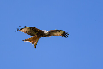 Obraz premium A red kite soars gracefully through the blue sky, its impressive wings spread wide, displaying beautiful colors The red kite is a striking bird of prey known for its distinctive forked tail and reddis