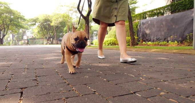 French Bulldog puppy strolls with its owner on leash. Moving camera capturing adorable muzzle of young dog, woman legs pace on background. Despite shade Frenchie pants in hot tropical weather