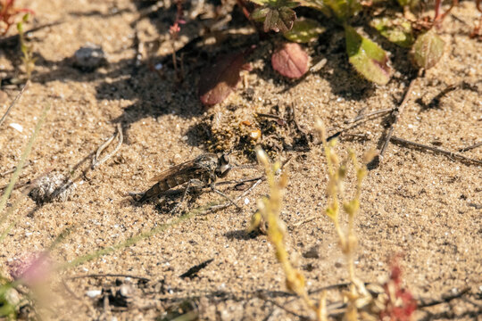Una cruel Mosca asesina (as&iacute;lidae) en la arena