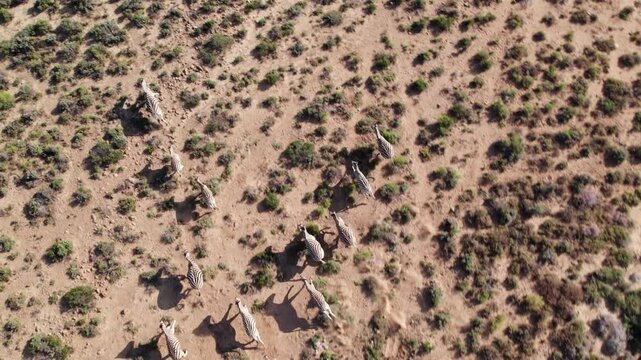 Aerial Drone Shot of Large Herd of Zebras Running Across Vast African Savanna, Dynamic Wildlife Migration South Africa
