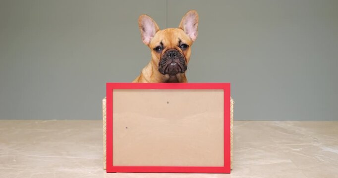 Confident puppy sits with placard featuring a blank space for an inscription. The dog gazes directly into the camera, conveying a sense of reproach in its eyes, while maintaining a motionless pose