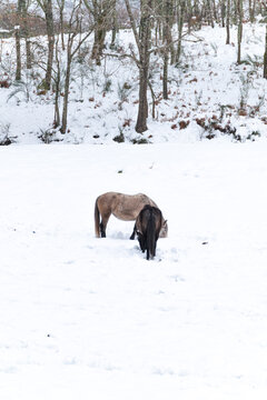 Two wild horses foraging for food in a snowy field. The Concept of survival.