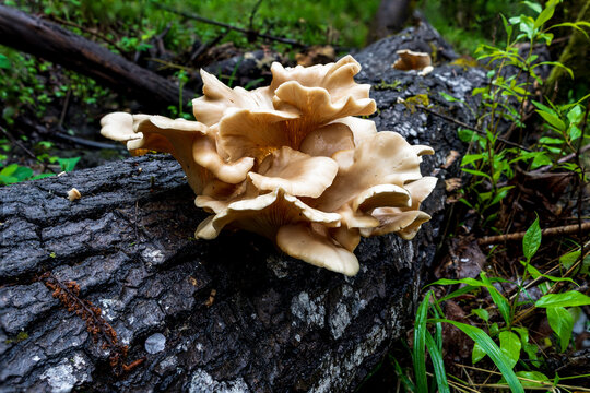 Oyster Mushrooms (Pleurotus sp) growing on a fallen log. Oregon