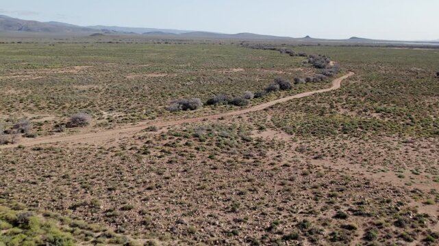 Aerial Drone Shot of Large Herd of Zebras Running Across Vast African Savanna, Dynamic Wildlife Migration South Africa