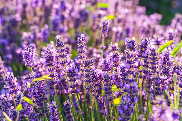 Fototapeta premium Lush lavender bushes covered with vibrant purple blooming flowers growing in a sunny summer garden or meadow background. Aromatic medicinal herb, herbal therapy, cosmetics, and natural wellness