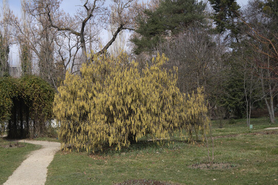 Wide view of a blooming Hazel tree Corylus covered in yellow catkins standing beside a garden path on a clear spring day