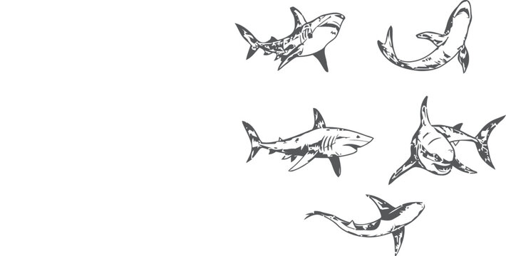Black silhouette vector of a shark  illustrations