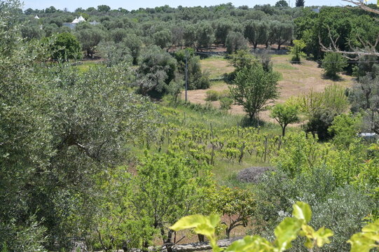 giardino di una villa di campagna in puglia con macchia meditteranea