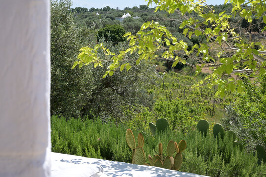 giardino di una villa di campagna in puglia con macchia meditteranea