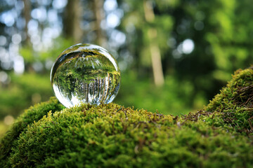 Ein gesunder grüner Wald. In einer Glaskugel im Moos spiegelt sich ein gesunder Wald mit Bäumen