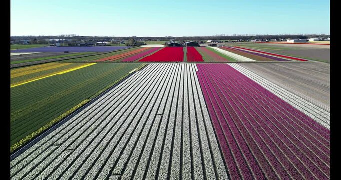 Aerial 4K drone flight of colorful tulip fields near Keukenhof, The Netherlands