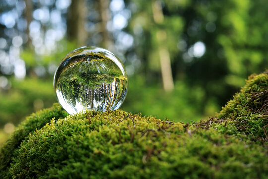 Ein gesunder gr&uuml;ner Wald. In einer Glaskugel im Moos spiegelt sich ein gesunder Wald mit B&auml;umen
