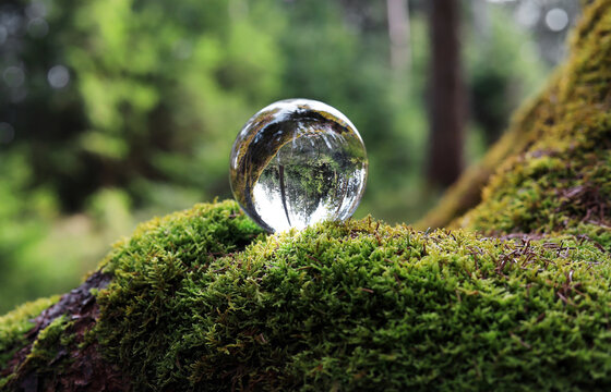 Ein gesunder gr&uuml;ner Wald. In einer Glaskugel im Moos spiegelt sich ein gesunder Wald mit B&auml;umen