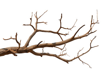 Fototapeta premium Dry bare tree branch with many twigs, dead wood, natural texture, growth structure, isolated on transparent background