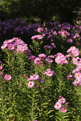 Obraz premium Vibrant pink aster flowers blooming in a sunny garden with green foliage, featuring natural sunlight and a shallow depth of field.