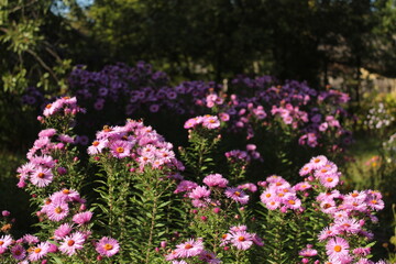 Obraz premium Vibrant pink aster flowers blooming in a sunny garden with dark blurred background, displaying lush autumn colors and natural light.