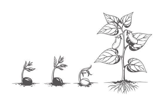 Four stages of bean plant growth from seed to plant with pods sprout