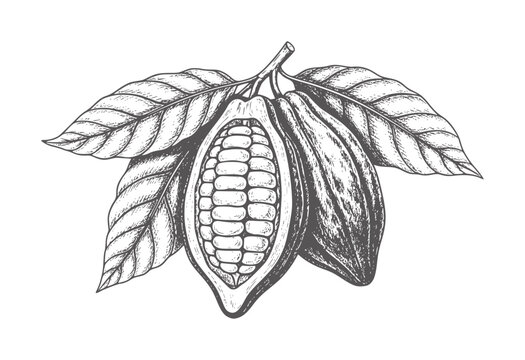Hand drawn cocoa pods with leaves in vintage engraving style cacao bean seed