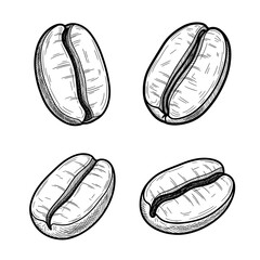 Fototapeta premium Detailed illustration of four coffee beans in a black and white style.