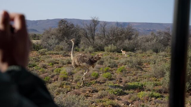 Slow Motion of Ostrich Walking Past Safari Vehicle, Wildlife Encounter in South African Game Reserve, African Bird Close Up