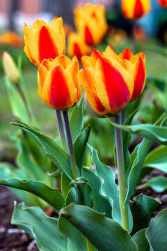 Banja Luka Yellow and Orange Tulips with Long Green Stems in Spring