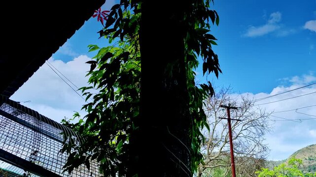 Time-lapse from Mukteshwar, Uttarakhand showing drifting clouds across blue sky, with vine-covered trunk, red pole, bare branches, and crossing wires framing hillside.
